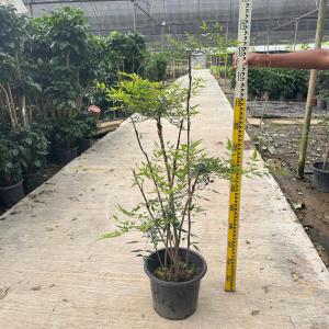TKL - Big Size Nandina Domestica (Chinese Sacred Bamboo/Heavenly Bamboo) 100-120cm 大型丛林南天竹/南天竺 100-120cm