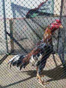 jaring kandang ayam murah ukuran 4 x 22 meter.