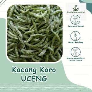 5 Biji - Benih Kacang Koro Uceng Ijo