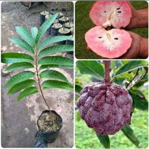 Bibit Buah Srikaya Merah Asli