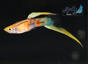 🐟Ajelis Guppy🐟 Blonde Vienna Bottom Sword Tail Guppy 黄化维也纳底剑尾孔雀鱼 - Aquarium Ornamental Fish Ikan Hiasan 孔雀鱼 剑尾 特殊尾