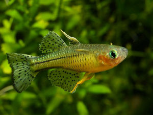 Spotted blue-eye | Pseudomugil gertrudae | Live animal