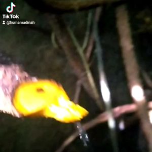 Akar Kayu Bajakah Kuning Asli Kalimantan Bergaransi Herbal Alami