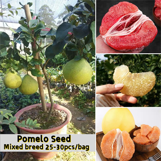 Malaysia Ready Stock 25-30pcs Very Good Pomelo Seeds Very Juicy and ...