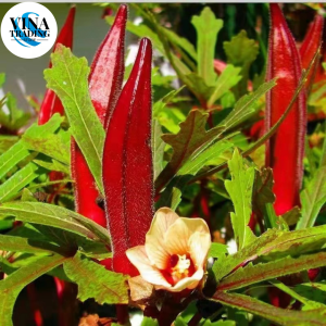 Red Okra Seeds (50seeds) - Vegetable Seeds