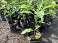 VÚ SỮA HOANG KIM cây giống nông nghiệp nhập khẩu giống cây trồng mới. 