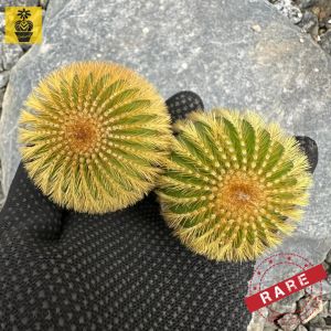 Rare Uebelmannia Pectinifera Var. Eriocactoides / Rare Cactus / Kaktus / Cactus