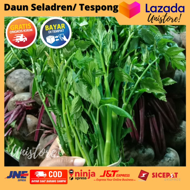 Daun Seladren/ Tespong Segar 500 gram