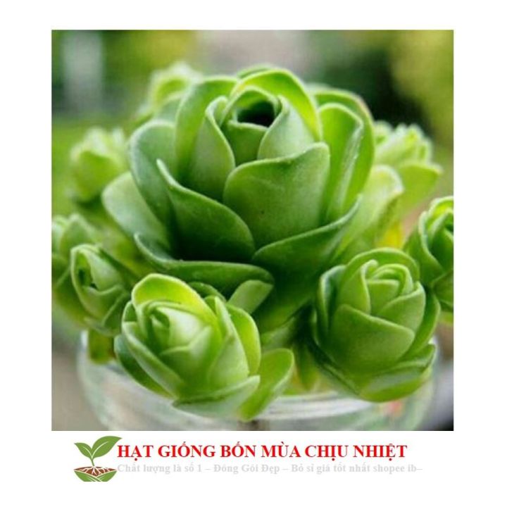 MJ261%20H%E1%BA%A1t%20gi%E1%BB%91ng%20sen%20%C4%91%C3%A1%20hoa%20h%E1%BB%93ng%20xanh%2020%20h%E1%BA%A1t%20-%20Image%203