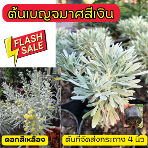 📣ต้นเบญจมาศสีเงิน รุ่นกระถาง 4 นิ้ว