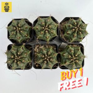 (Buy 1 Free 1) Gymnocalycium Mihanovichii. Purple Green / Gymnocalycium Variegated / Live Cactus