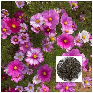 ซื้อ 5 ซองฟรี 1 ซอง เมล็ดคอสมอสคละสี 100 เมล็ด คอสมอส ดาวกระจายฝรั่ง เมล็ดดอกไม้ ปลูกต่อได้