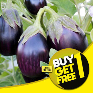 Eggplant - Fairytale Eggplant Seeds - Fairy Tale Eggplant Seeds - Vegetable Seeds Talong Seeds Heirloom Seeds Rare Eggplant Seeds