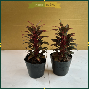 Cây Phát Tài Kim Tiền - Phát Tài Đỏ Mini - Cây Cảnh Phong Thủy Văn Phòng