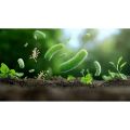 ATP Farm : CMP - PLI Bào tử nấm tím Vi sinh Paecilomyces lilacinus kiểm soát tuyến trùng nốt sần rể gây hại. 
