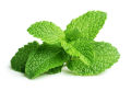 Tinh dầu bạc hà Peppermint. 
