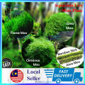 Moss (Bag) Christmas/Flame/ Java Moss Bamboo Stick Aquarium Water Plant Low Level Aquascape🌊READY STOCK🌊 | Perfect Ocean. 
