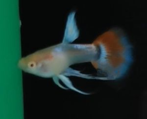 2 pairs Gred A Guppy Tiger Skin Dragon/Skyblue Ribbon/HB Yellow Glass Belly/Skyred Ribbon RESTOCK EVERY FRIDAY