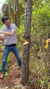 Sharp Mini Hand Saw Multi-Function Woodworking Saw Garden Logging Dovetail Saw Hand Tool for DIY Home Garden Working