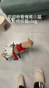 xpkQ Adjustable Cat Wheelchair Lightweight Breathable Harness Rehabilitation Assist Car Sturdy Hind Leg Support Cat Mobility Scooter K6R8Z