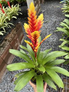 สับปะรดสี วีเซีย ดาบเศรษฐี Vriesea Bromeliads