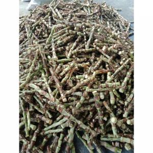 bibit rumput odot segar