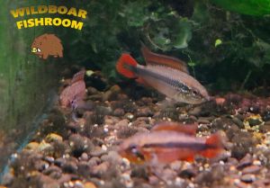 Apistogramma Agassizii ” Double red “ | Live animal
