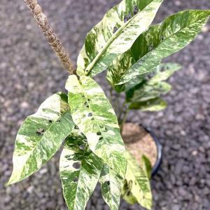 Rhapidophora Megasperma “Gorilan” - - Pokok Rhapidophora Megasperma Gorilan - गोरिलन रैपिडोफोरा Rhapidophora Megasperma – Gorilla-Like Foliage Bold Tropical Aroid Rare Climber Indoor Jungle Vibes LIVE PLANT