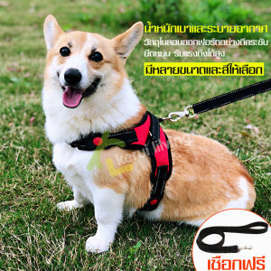 เชือกจูงสุนัขแบบเต็มตัว สายจูงสุนัข เชือกไนล่อนOxford 100% Traction เข็มขัดสัตว์เลี้ยง สายจูงเชือกไนล่อน เซ็ท 2 ชิ้น เหมาะสำหรับสุนัข สายจูง