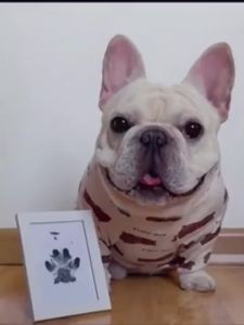 Pet Footprint Ink Pad  No need to wash feet  Cat and Dog Souvenirs DIY Create aPhoto Album