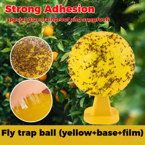 Indoor small flying insects lure balls fruit fly flies fruit shop kitchen insect-proof stickers non-toxic Midge ball