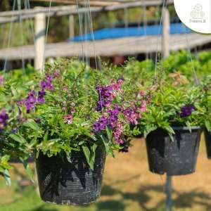 Treeno.9 T230 ฟอร์เก็ตมีน็อตเลื้อย คละสี (for get me not) กระถาง 8 นิ้ว / สูง 30-40 ซม. / ไม้ประดับ ไม้ดอก ดอกไม้กินได้ (ต้นไม้)