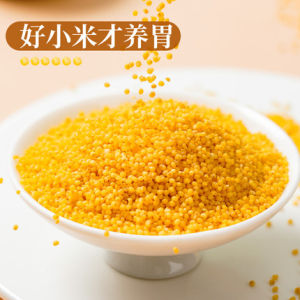 500g Premium Grade Yellow Millet 养胃优质小黄米 易消化 宝宝小黄米 健康优质黄小米Baby Millet Thick Millet Oil Millet 米脂小米 厚米油黄小米