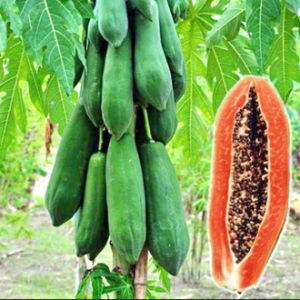 มะละกอ🎈10แถม1!!🎯ถูกที่สุด10บ.🎯เมล็ดพันธุ์มะละกอทุกสายพันธุ์ 5เมล็ด🌱ปลูกง่าย☘️โตไว☘️ผลดก🌱ทานอร่อย