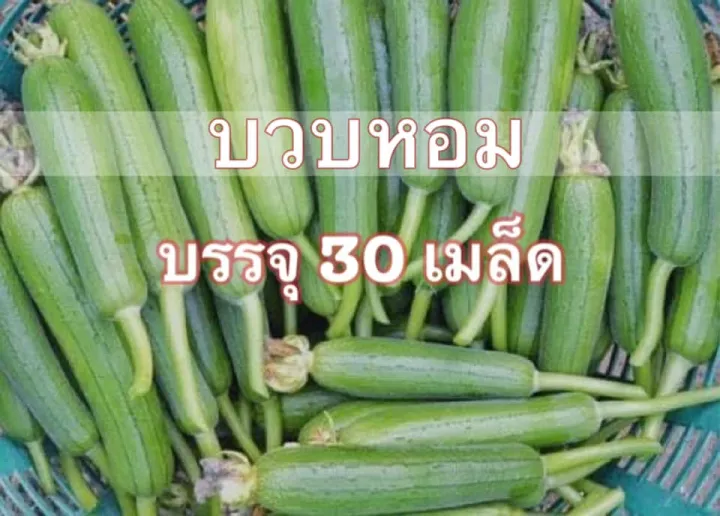 10 อันดับ เมล็ดพันธุ์บวบหอม ยี่ห้อไหนดี? อัปเดตปี 2025 สำหรับปลูกผักสวนครัว