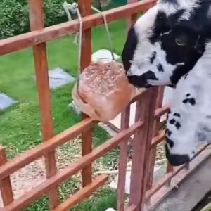 Himalayan Salt Lick Block Natural Mineral Salt Stone for Horse Cow Goat Livestock Animal Supplement