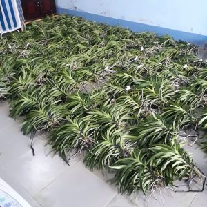 Combo 5 cây Lan Giống Mokara(20-30 cm)nhiều màu:ĐỏVàngTímHồngTrắng