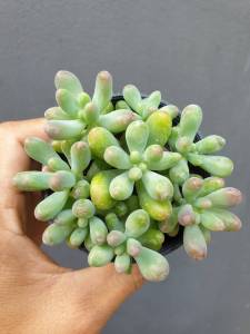 ต้นไม้อวบน้ำ กุหลาบหิน กล้วยหอม Sedum pachyphyllum #succulent #กุหลาบหิน #Jelly #Sedum