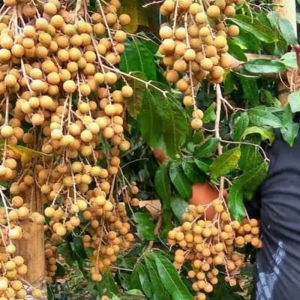 Bibit Buah Kelengkeng Itoh OKULASI siap tanam