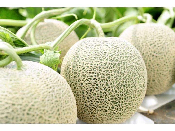 ต้นพันธุ์เมล่อนหรือ เมลอน (Muskmelon) อร่อยหวานฉ่ำ  พร้อมปลูกในถุงดำละ 29 บาท