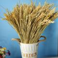 Bông lúa khô trang trí 1 bó 50 nhánh hạt lúa nguyên thủy GG123. 