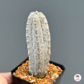 ยูโฟเบีย แอ๊ปเดล Euphorbia Abdelkuri แคคตัส กระบองเพชร cactus&succulent. 