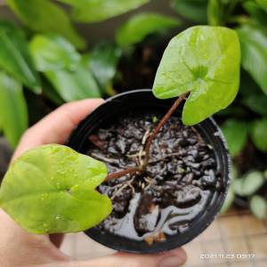 ทักแชทดูรูป (ต้นลูกเบบี้) บอนสีไก่ราชาวดี บอนสี ไก่ราชาวดี บอนไทยโบราณ ไม้กระแส สะสม บอนสีหายาก ไม้มงคล ไม้ฟอกอากาศ ไม้ประดับ caladium