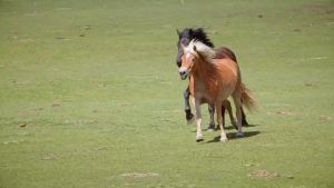 ขนมสำหรับม้า - ถัง 1 ปอนด์ - ให้ยาได้อย่างง่ายดายด้วยขนมอบนุ่มของเรา - ขนมฝึกเป็นแรงจูงใจที่สมบูรณ์แบบ - ไม่มีสารเติมแต่งหรือสารกันบูด