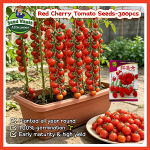 100% Legit High Germination 300pcs Red Sweet Cherry Tomato Seeds for Planting Fruits Dwarf Cherry Tomato Seeds for Sale Organic Cherry Tomato Vegetable Seeds for Gardening Balcony Potted Cherry Tomato Seedlings Buto Ng Gulay Live Tomato Plants Seeds
