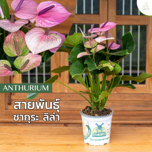 Treeno.9 T43 ดอกหน้าวัว สีม่วงดอกใหญ่ (Anthurium)/ กระถาง 8 นิ้ว / สูง 30-50 cm / ไม้ดอกประดับ ไม้มงคล ไม้ฟอกอากาศ (ต้นไม้)