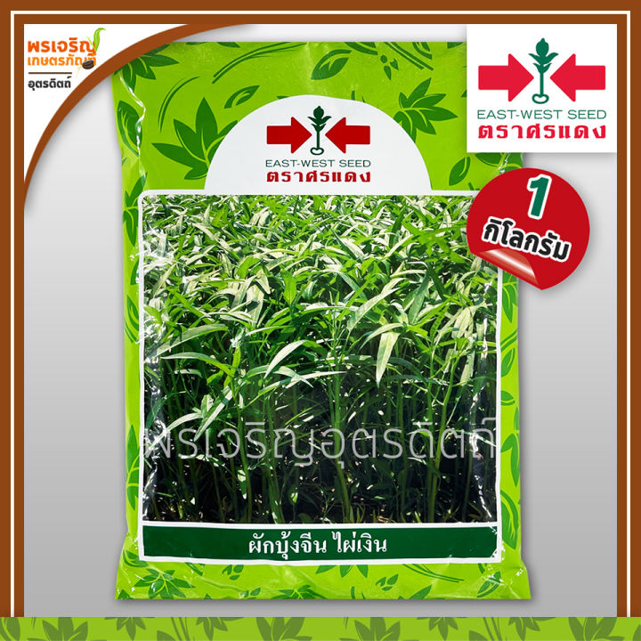 เมล็ดผักบุ้งจีน ไผ่เงิน ตราศรแดง 1 กก. ให้ผลผลิตดี