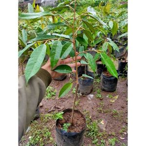 PROMO BELI 2 GRATIS 2 / Durian duri hitam / 0chee | Jaminan Cepat Berbuah BIBIT OKULASI / SAMBUNG PUCUK