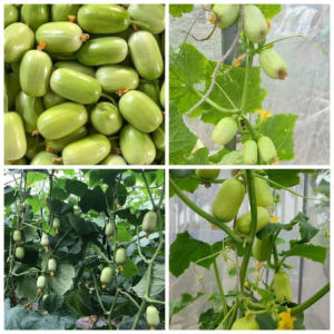 Combo 2 gói hạt giống dưa chuột ngọc nữ-gói 20 hạt(tặng kèm phân bón)