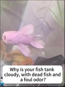 Nitrifying Bacteria for Aquarium 300ml Concentrated Water Conditioner Beneficial Bacteria for Fish Tank